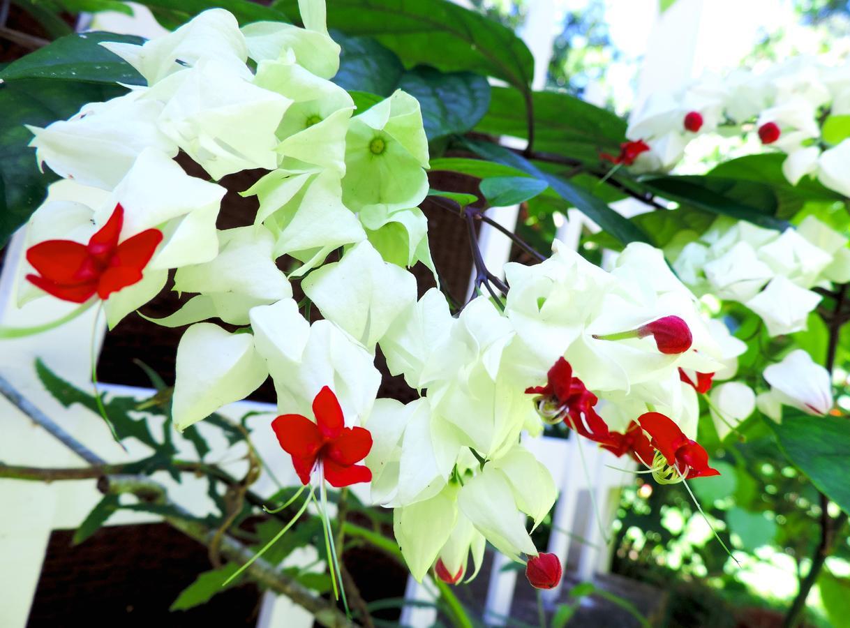Rosa Lodge Cahuita Bagian luar foto